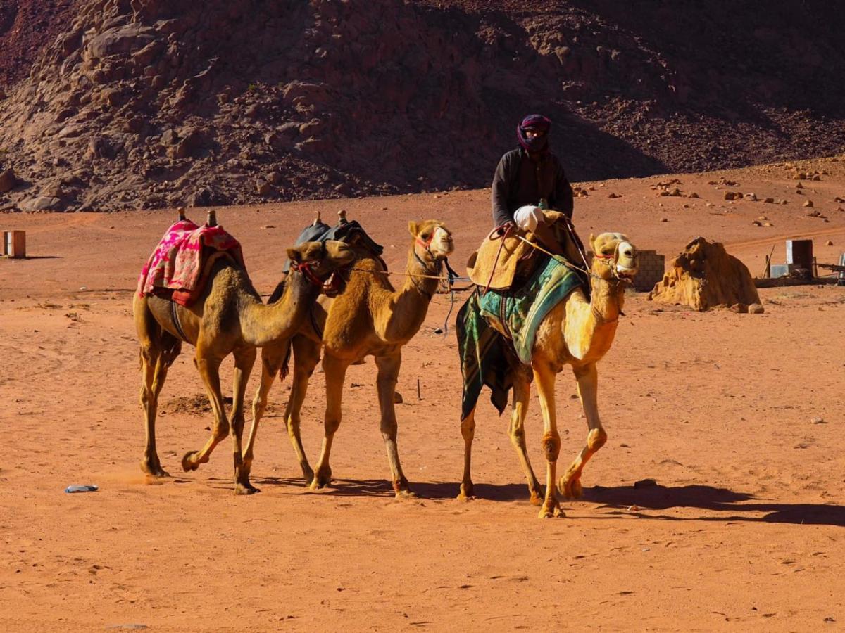瓦迪拉姆 Bedouin Host Camp& With Tour酒店 外观 照片